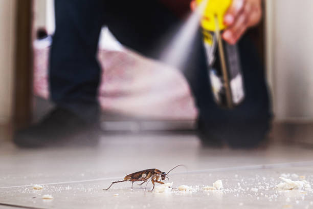 Best Spider Control Near Me  in Union City, OK